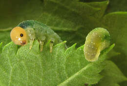 Image of Curled rose sawfly