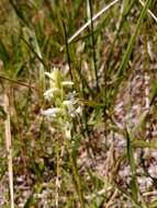 صورة Spiranthes diluvialis Sheviak