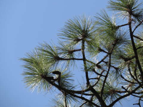 Image of Hartweg's Pine