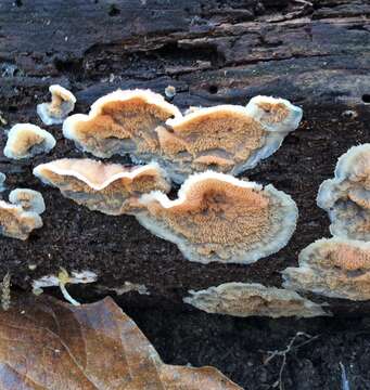 Image of Phlebia tremellosa (Schrad.) Nakasone & Burds. 1984