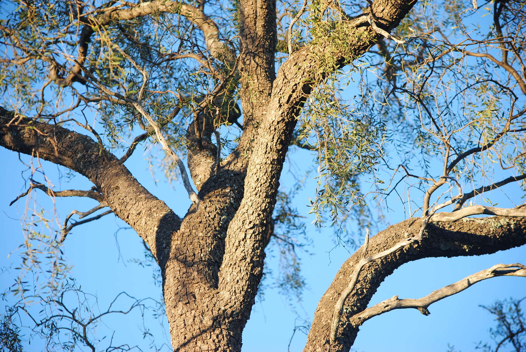 صورة Aspidosperma quebracho-blanco Schltdl.