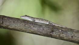 Imagem de Anolis angusticeps Hallowell 1856