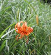 Image of Lilium leichtlinii var. maximowiczii (Regel) Baker