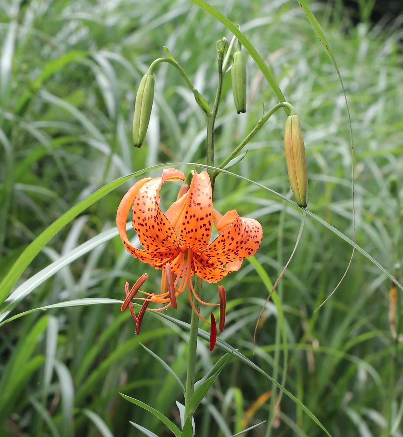 Image of Lilium leichtlinii var. maximowiczii (Regel) Baker