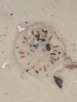 Image of Atlantic sea nettle