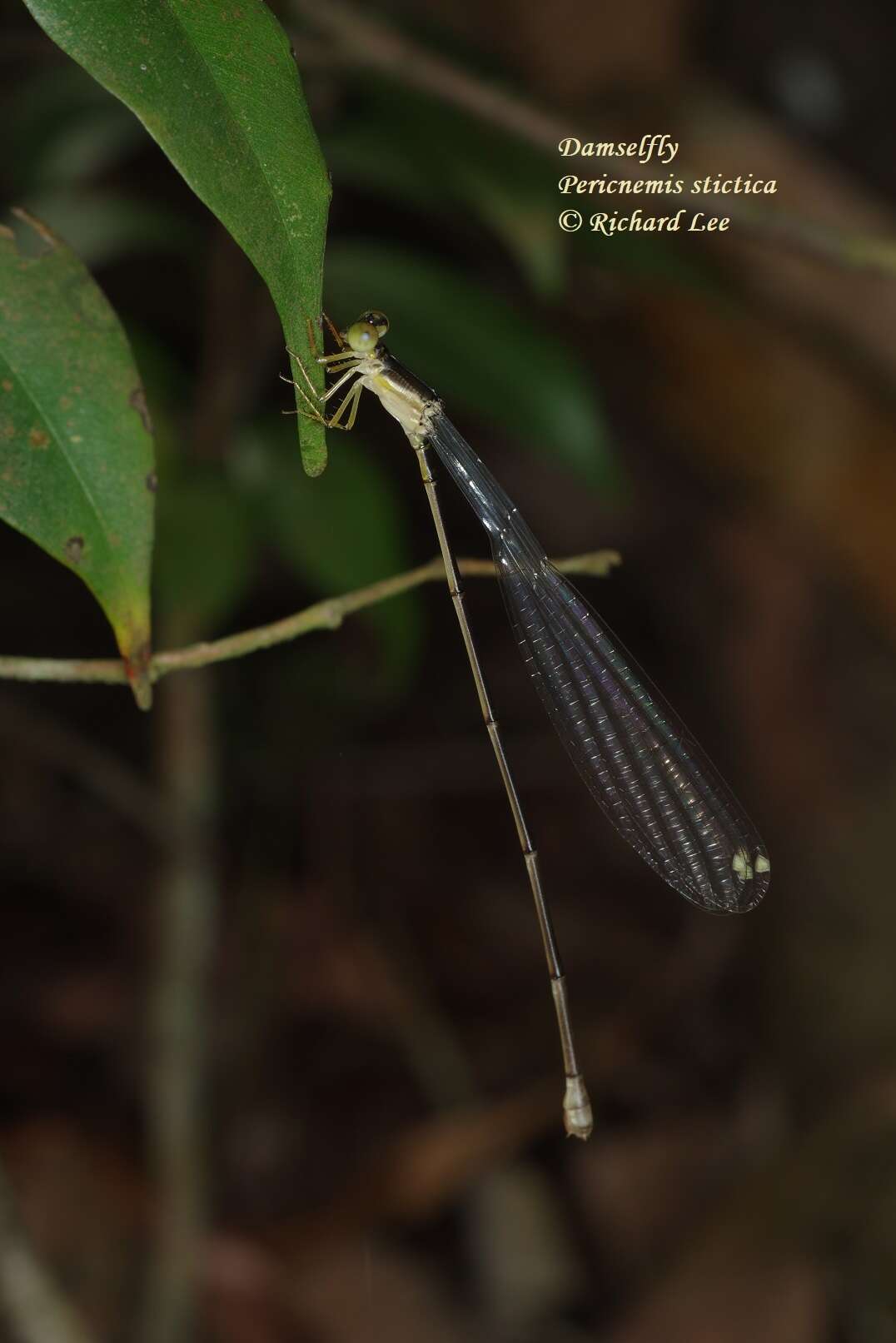 Imagem de Pericnemis stictica Hagen ex Selys 1863