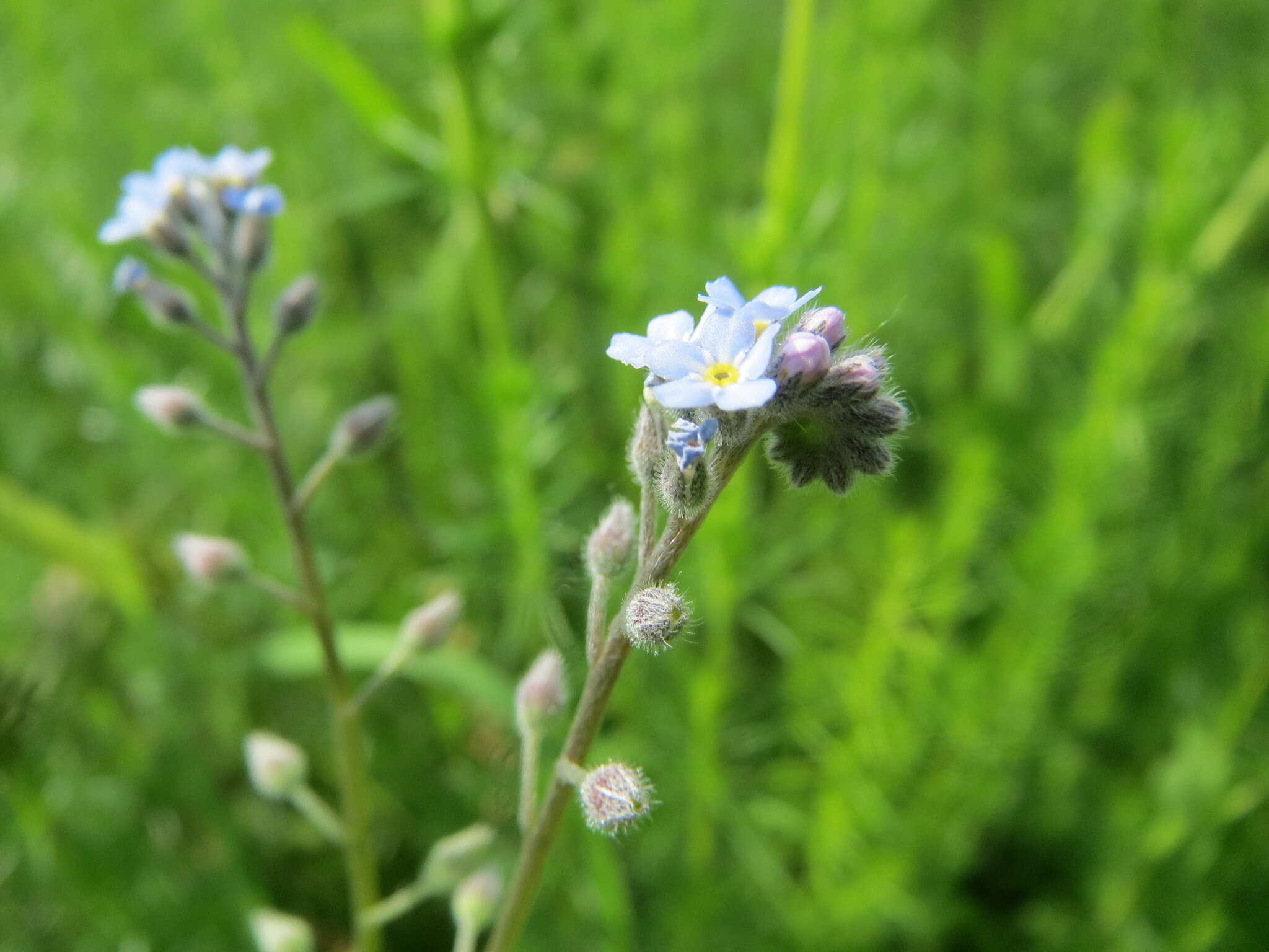 Слика од Myosotis arvensis (L.) Hill