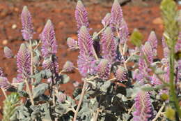 Image of Ptilotus rotundifolius (F. Müll.) F. Müll.