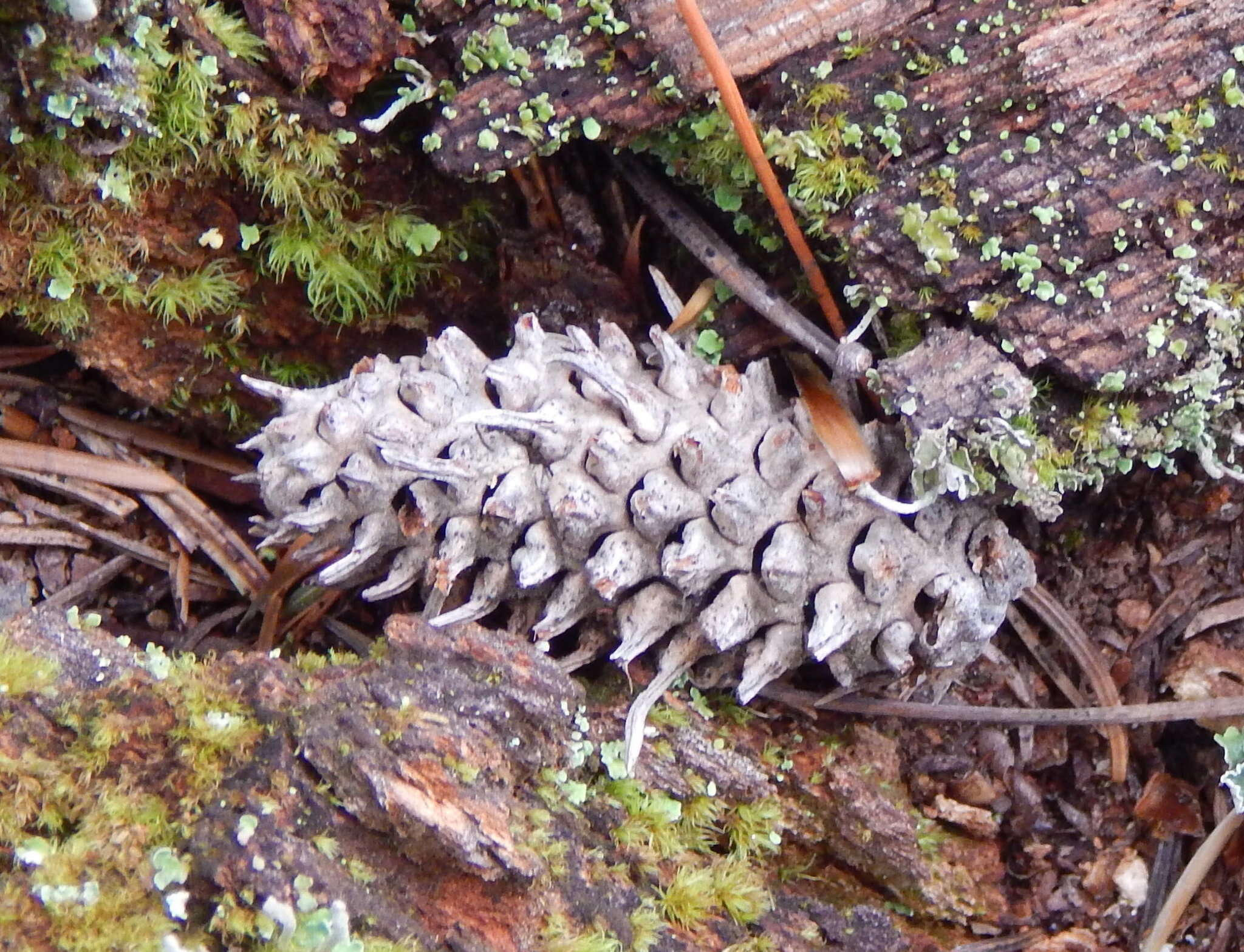 Image of Cooley Spruce Gall Adelgid