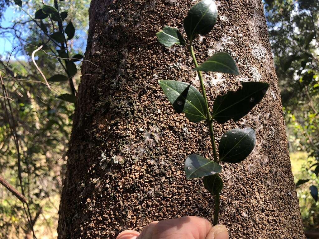 Plancia ëd Strychnos psilosperma F. Müll.