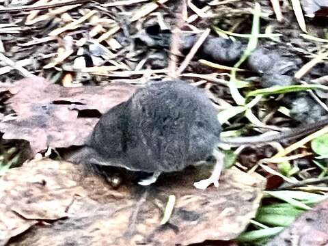 Image of Trowbridge's shrew