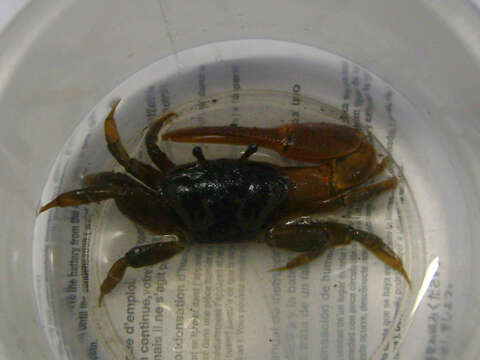 Image of Atlantic Mangrove Fiddler Crab