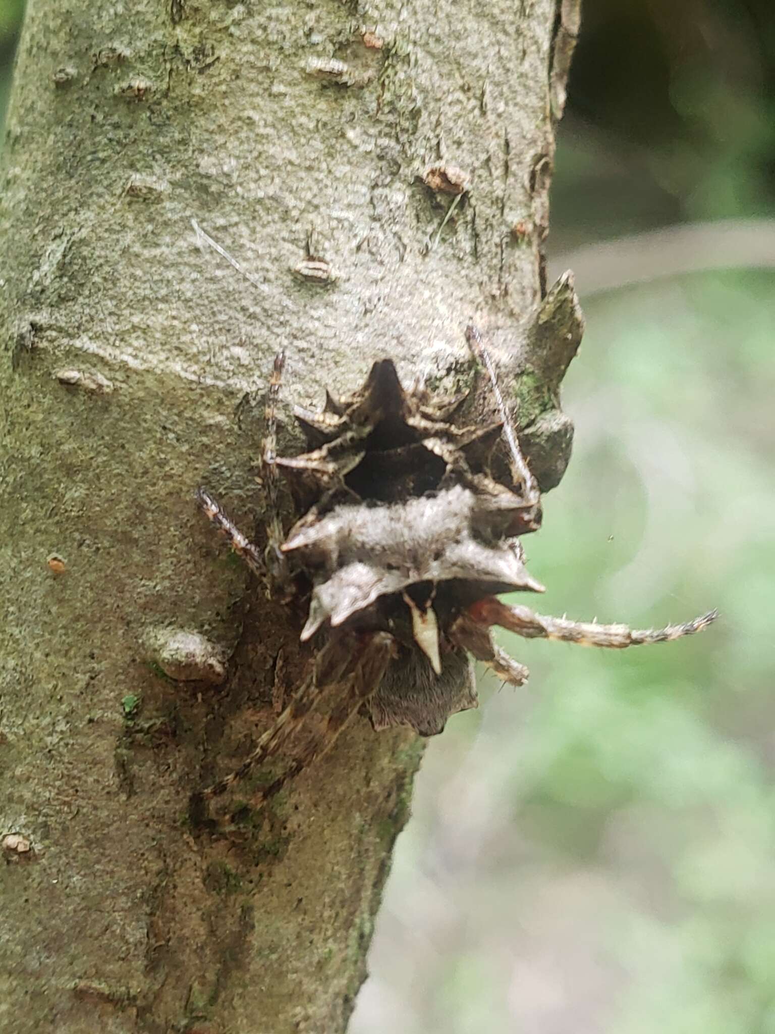 Imagem de Acanthepeira stellata (Walckenaer 1805)