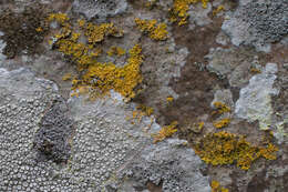 Image of Xanthoria aureola (Ach.) Erichsen