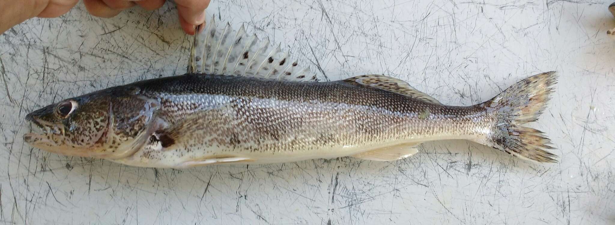 Image of Pike perch