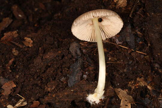 Image of Pluteus deceptivus Minnis & Sundb. 2010