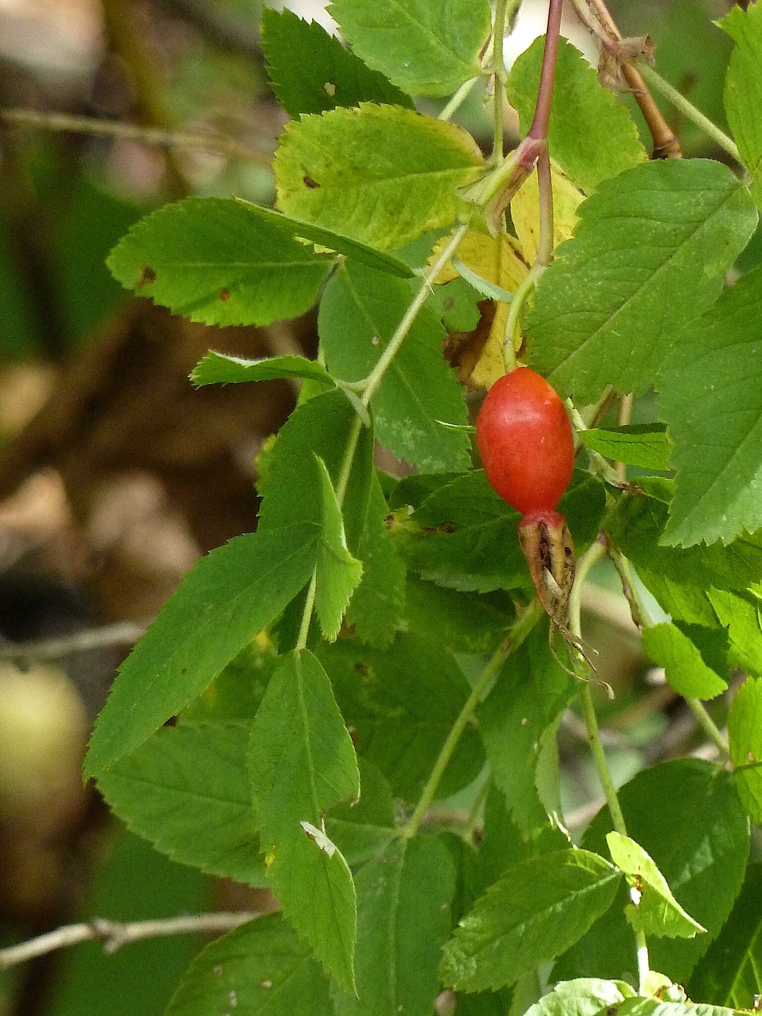 Image of Rosa glabrifolia C. A. Mey. ex Rupr.