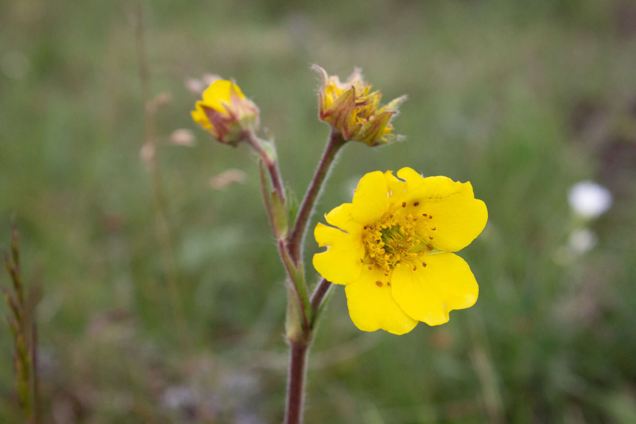 Image of Geum capense Thunb.