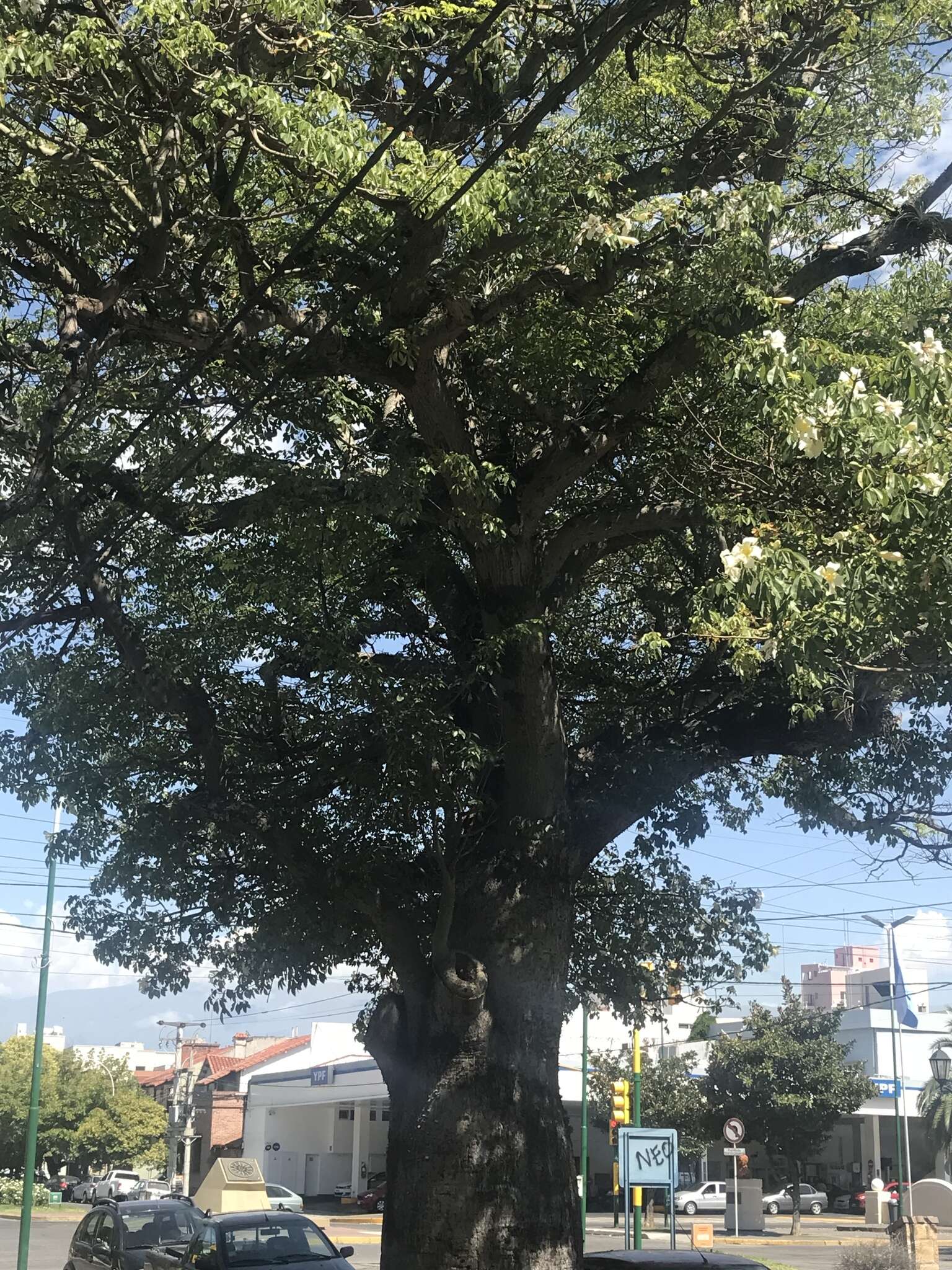 Image of Ceiba chodatii (Hassl.) P. Ravenna