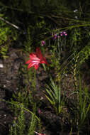 Image of Gladiolus sempervirens G. J. Lewis