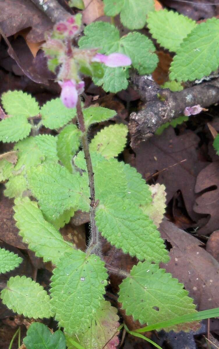 Image of bugle hedgenettle