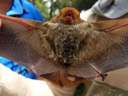 Image of Red Bat