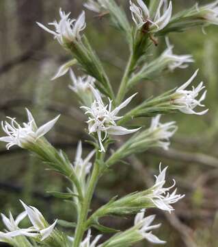 Image of pinkscale blazing star