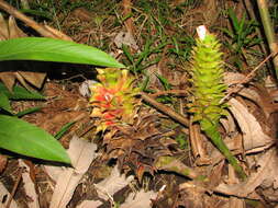 Image of Costus longibracteolatus Maas