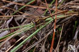 Image of Cypress Clubtail