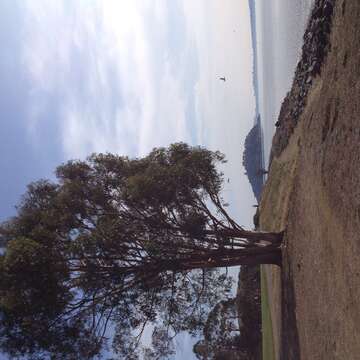 Image of Tasmanian blue gum