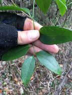 Image of Lance-Leaf Greenbrier