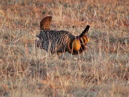 Image of prairie-chickens:  greater prairie-chicken; lesser prairie-chicken