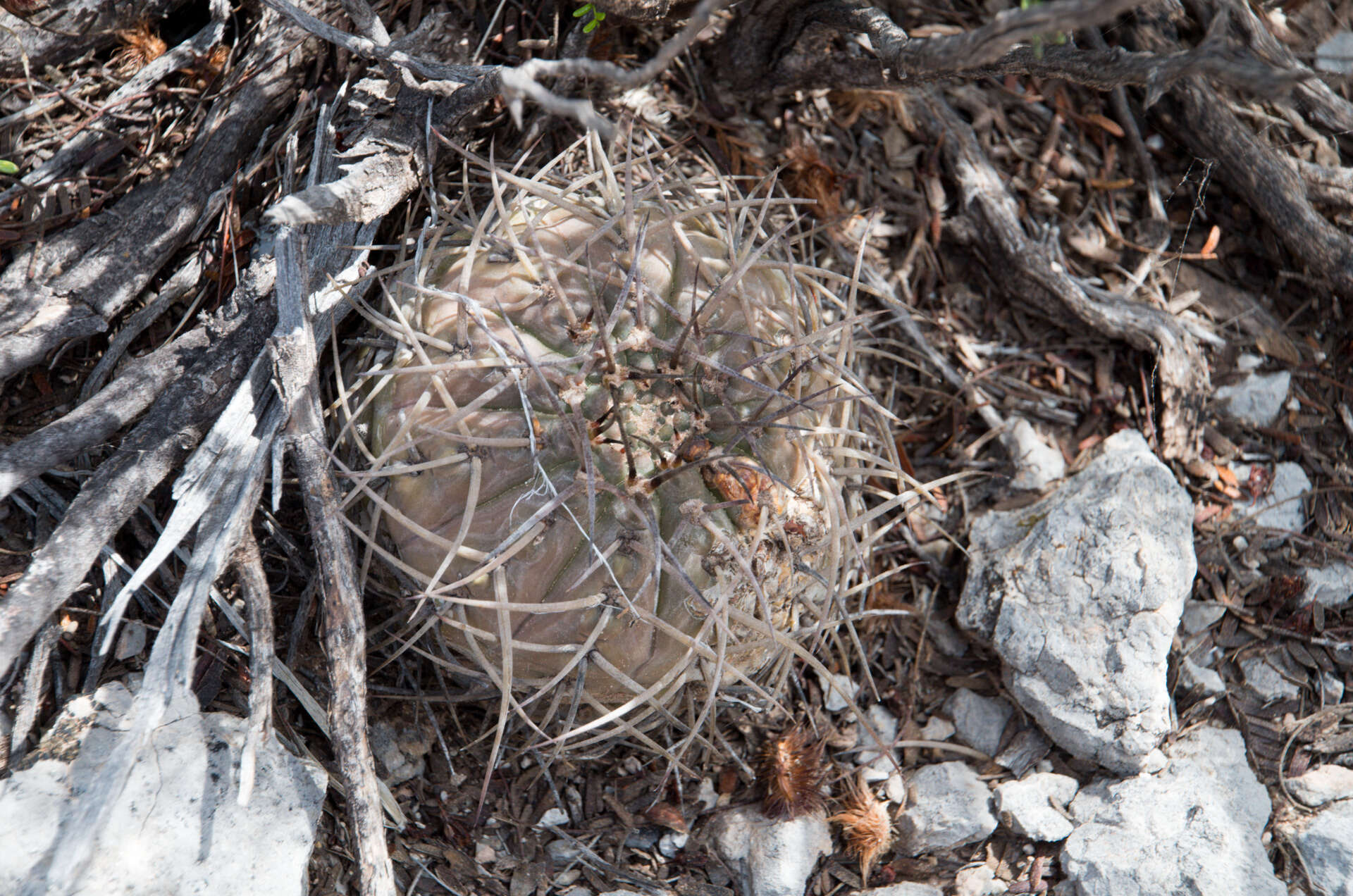 Image of Gymnocalycium bodenbenderianum A. Berger