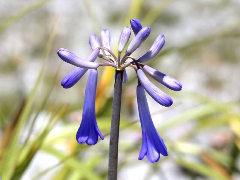 Imagem de Agapanthus walshii L. Bolus