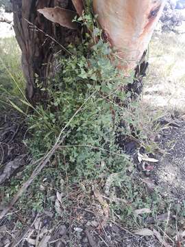 Image of Chenopodium nutans subsp. nutans