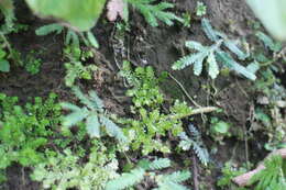 Selaginella devolii H. M. Chang, P. F. Lu & W. L. Chiou resmi