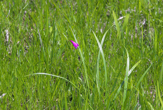 Image of Eleorchis japonica (A. Gray) F. Maek.