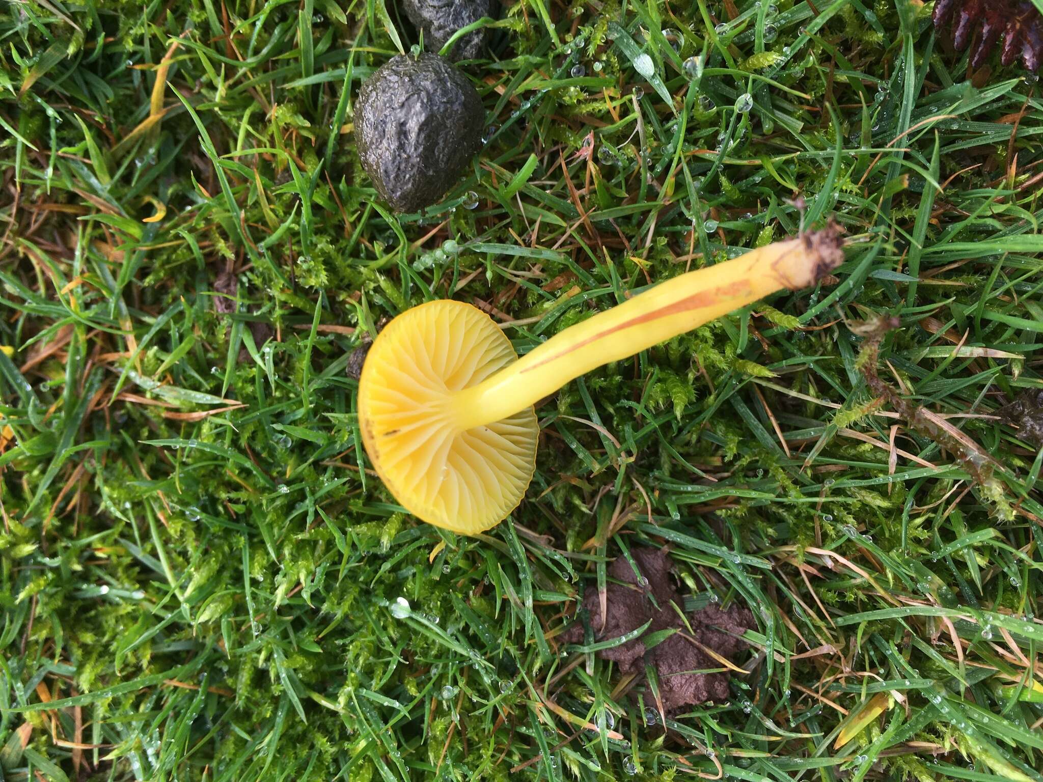 Image of Hygrocybe ceracea (Sowerby) P. Kumm. 1871