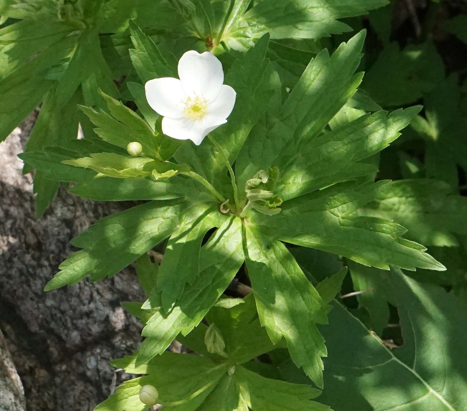 Image of Canadian anemone