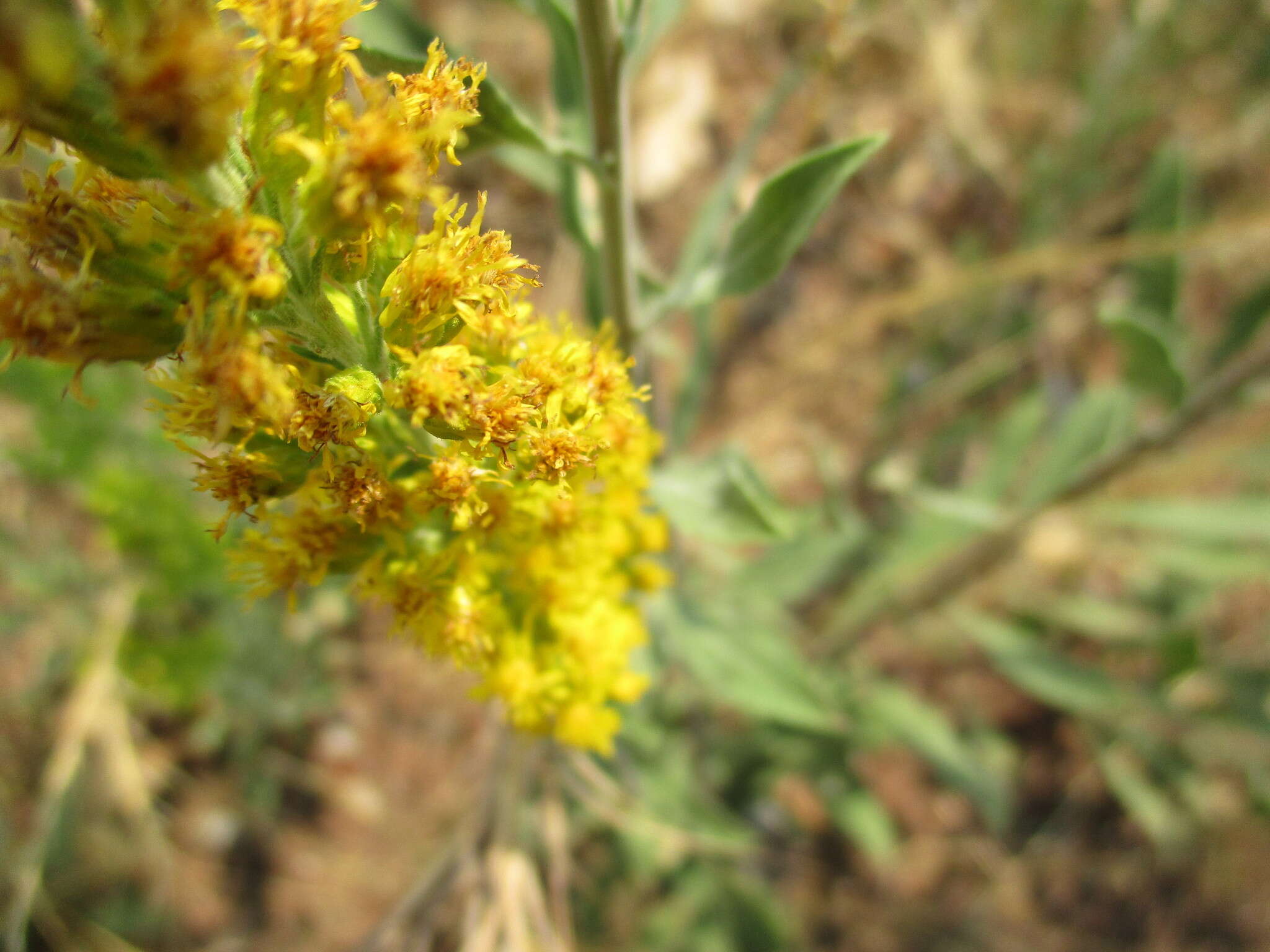 Sivun Solidago velutina DC. kuva