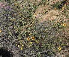 Image of Osteospermum monstrosum (Burm. fil.) J. C. Manning & Goldblatt