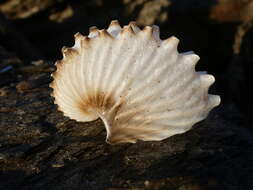 Image of rough-keeled argonaut