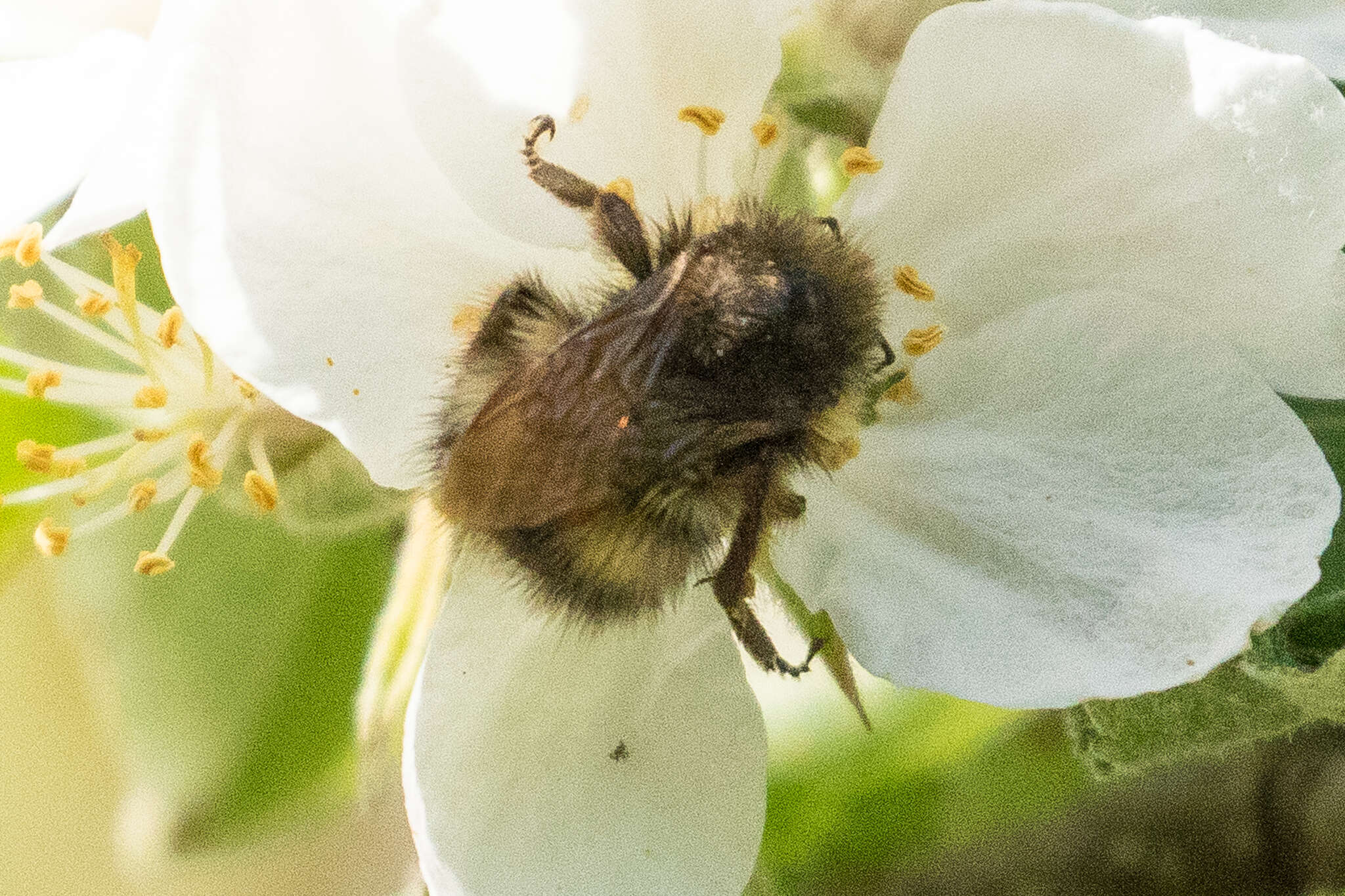 Sivun Bombus sitkensis Nylander 1848 kuva