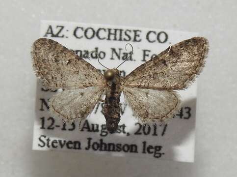 Image of Eupithecia huachuca Grossbeck 1908