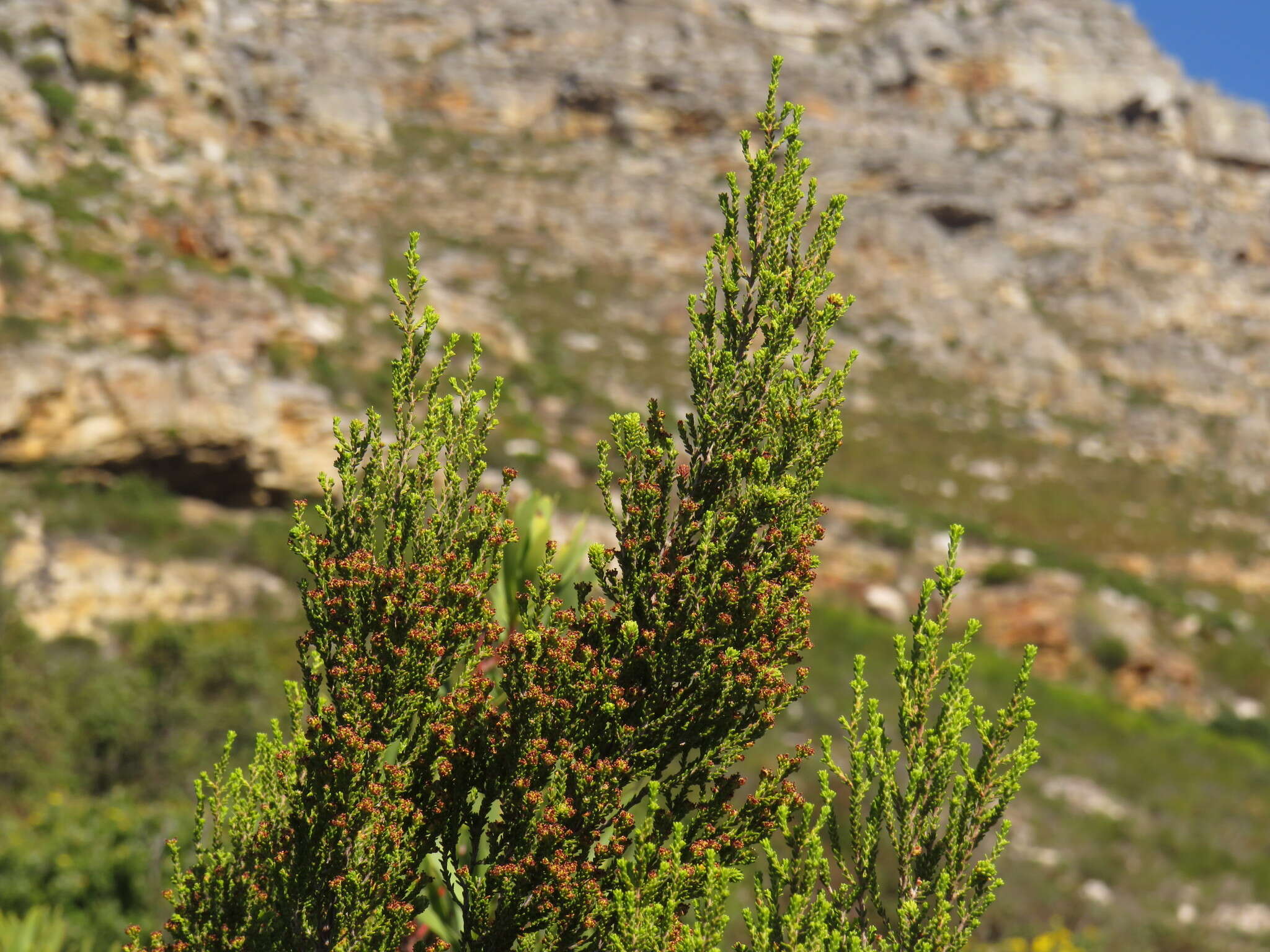 Image of Erica tristis Bartl.