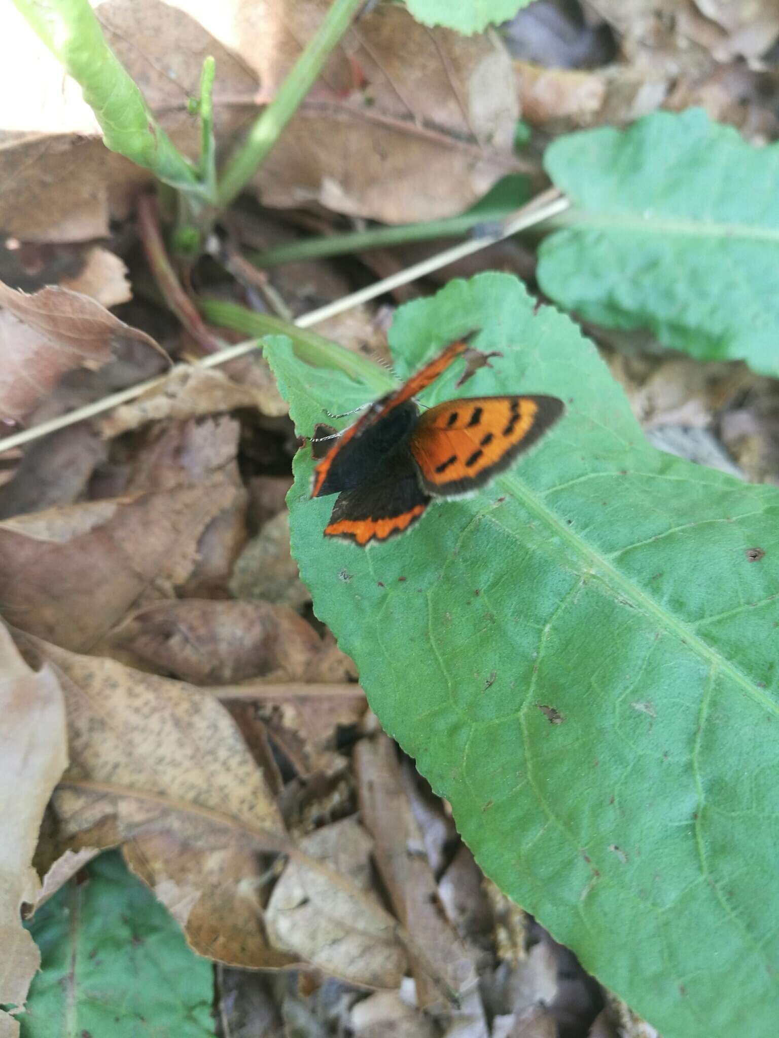 <i>Lycaena phlaeas daimio</i> resmi