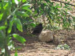 Turdus merula mauritanicus Hartert 1902 resmi