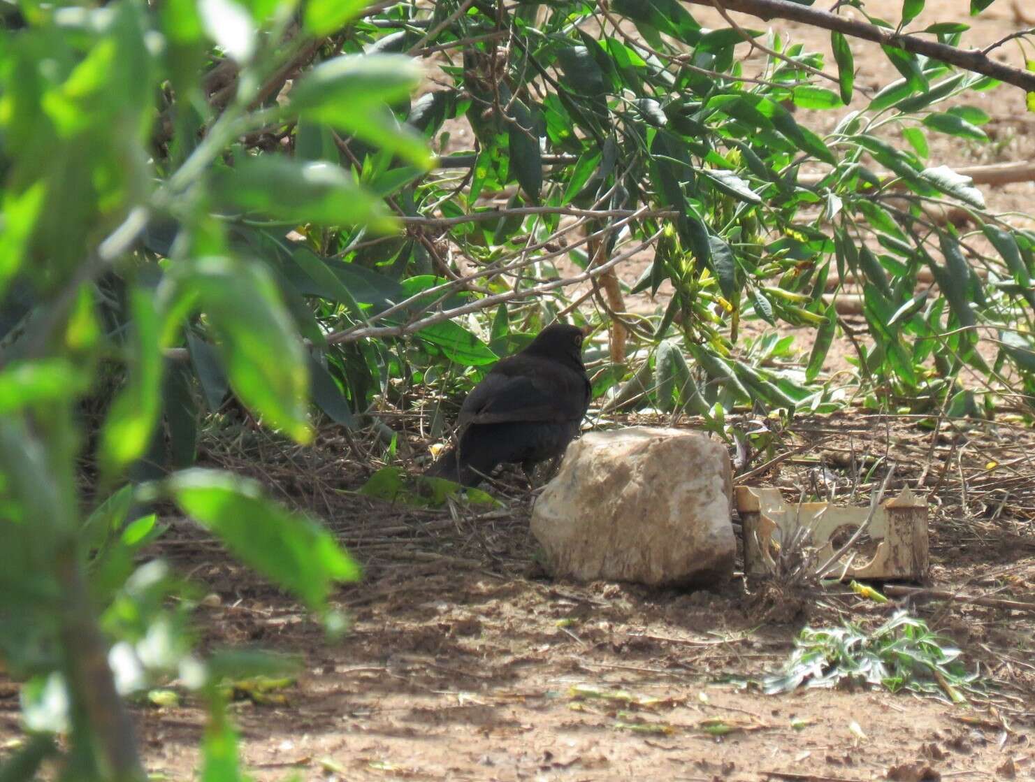 Turdus merula mauritanicus Hartert 1902的圖片