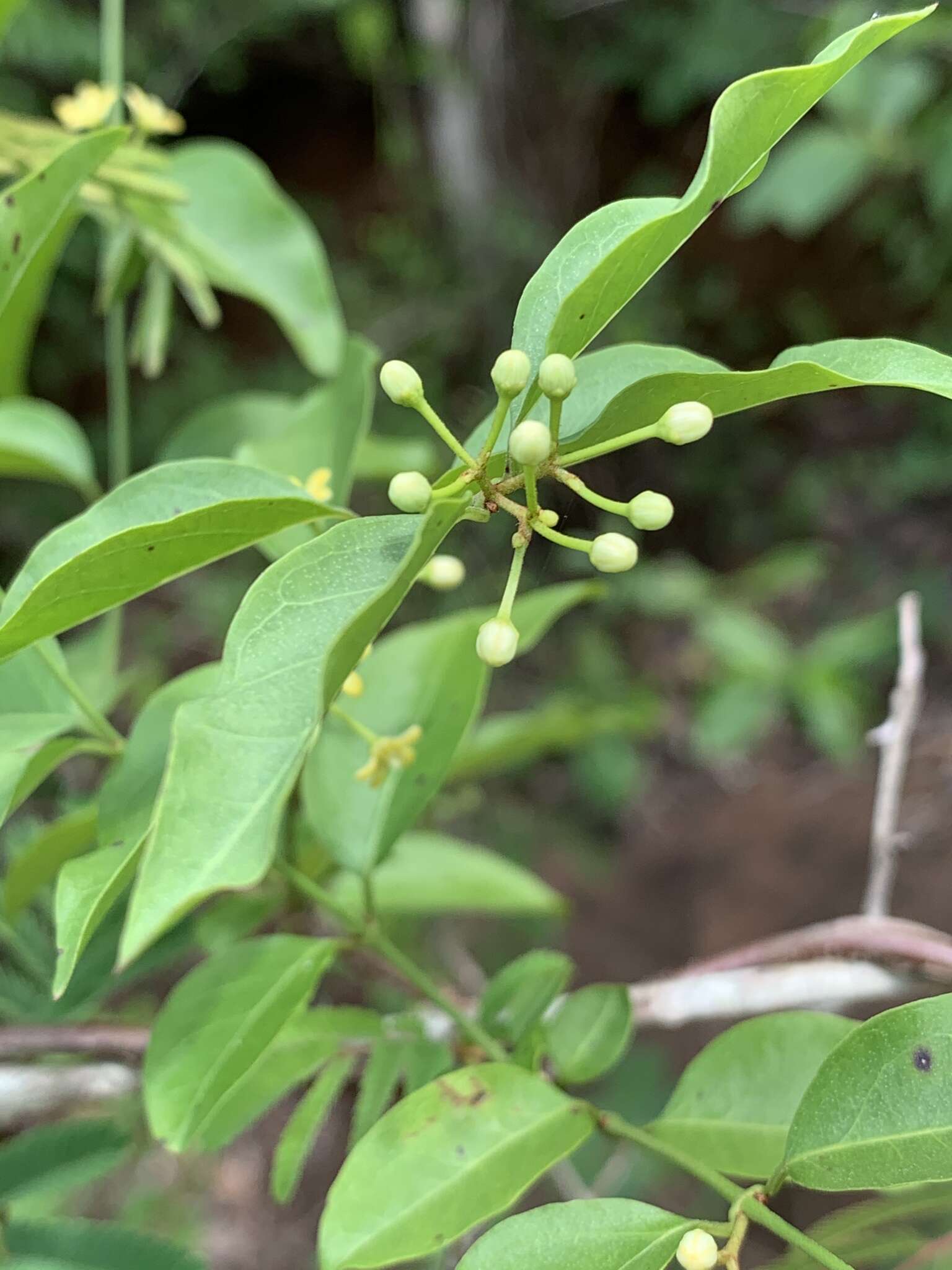 Plancia ëd Secamone parvifolia (Oliv.) Bullock