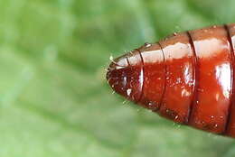 Image of Agonopterix heracliana Linnaeus 1758